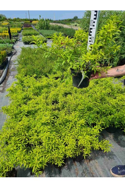 Форзиція проміжна Марі Д’Ор - 3л/вис.35-45см/Ø40-60см